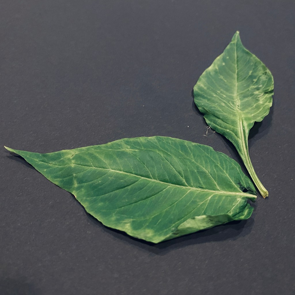 RAINY DAYS, coming this Friday.

